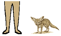 Size of Fennec Fox