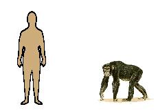 Size of Chimpanzee