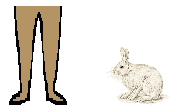 Size of Snowshoe Rabbit
